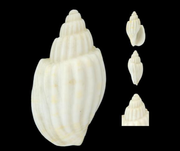 famous shells