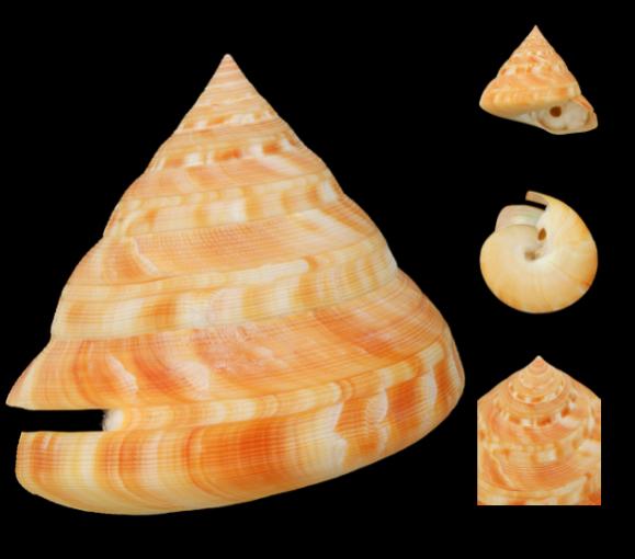 shells