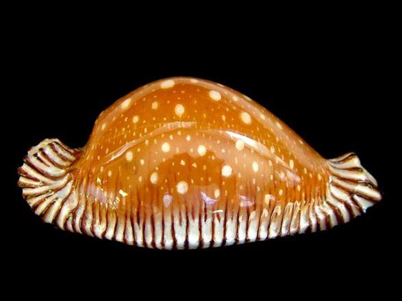 Shell 2