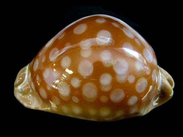 Shell 2